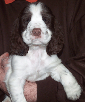 Beresford English Springer Spaniels